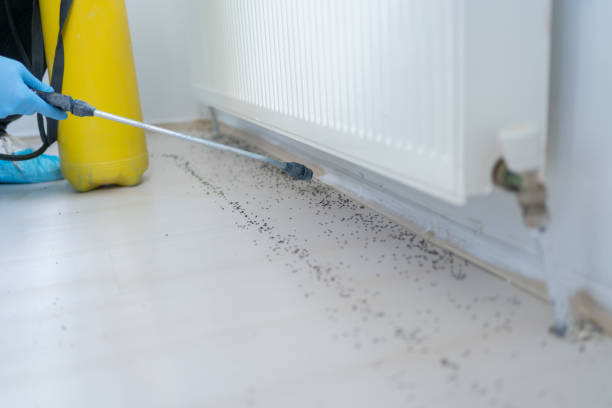 Best Termite Control Services  in Seneca Knolls, NY